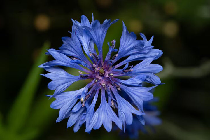 Blue Astrantia Flower Seeds for Planting – Heirloom Non-GMO High Germination Organic Seeds