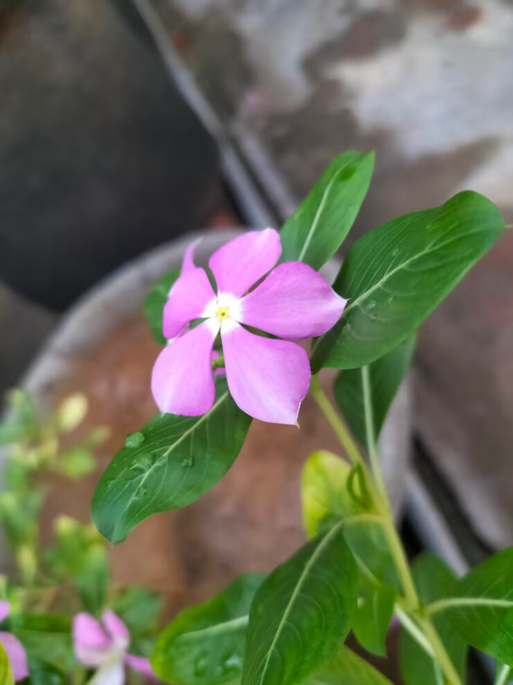 Brunfelsia Flower Seeds Pink – Heirloom, Non-GMO, High Germination Organic Garden Seeds