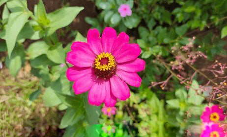 Pink Chamomile Flower Seeds Heirloom Non-GMO High Germination Organic Garden Seeds for Planting