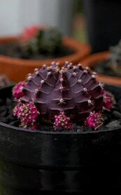 Purple Astrophytum Flower Seeds for Planting – Heirloom Non-GMO High Germination Organic Seeds