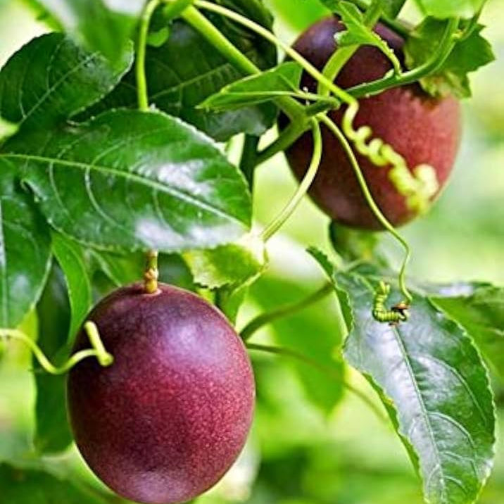 purple passion flower seeds