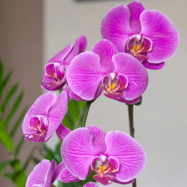 Orchid Flower Seeds Pink – Heirloom, Non-GMO, High Germination Seeds