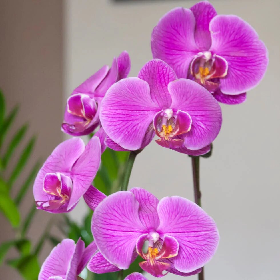 Orchid Flower Seeds Pink – Heirloom, Non-GMO, High Germination Seeds