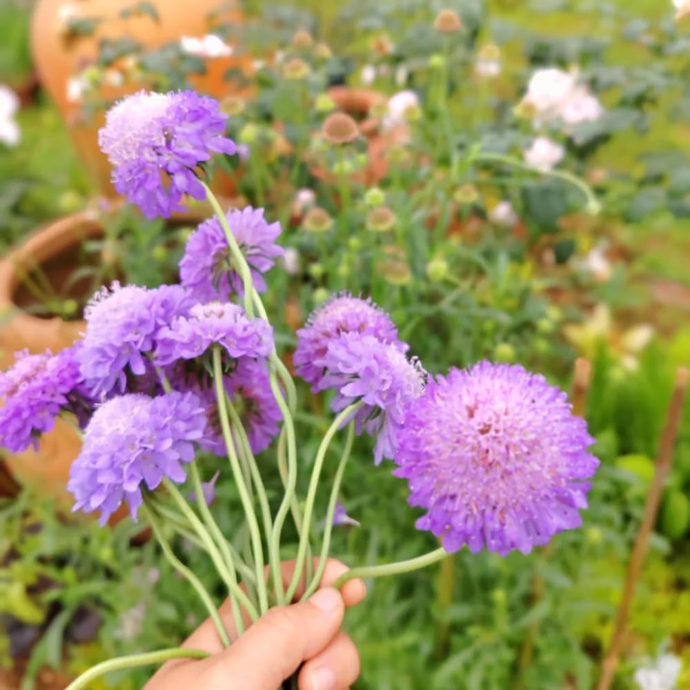 purple scabiosa flower seeds