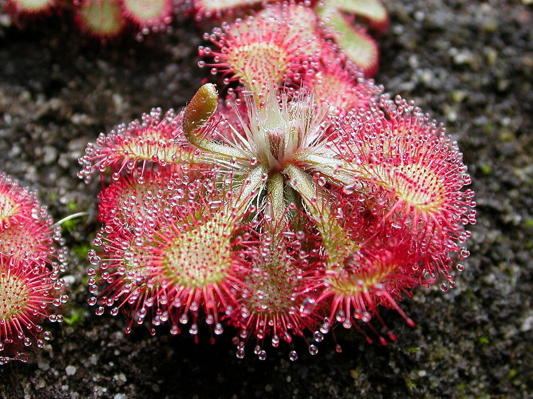 purple sundew flower seeds