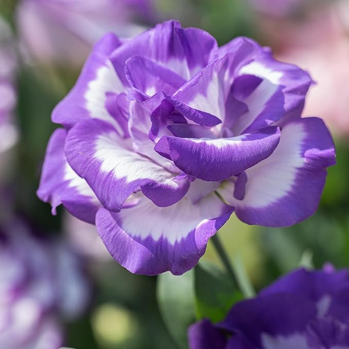 Semillas de flores de lisianthus morado y blanco - Cimelio, sin OMG, alta germinación