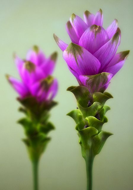 Purple Curcuma Flower Seeds for Planting Heirloom Non-GMO High Germination Organic Garden Seeds