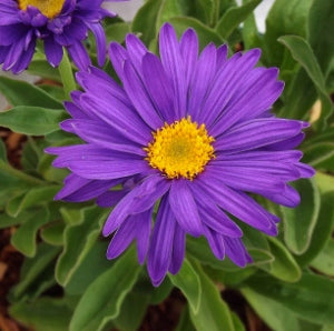 Violet Daisy Flower Seeds – Heirloom, Non-GMO, High Germination Seeds