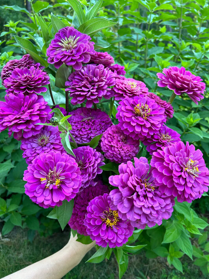 Dark Purple Zinnia Flower Seeds for Planting Heirloom Non-GMO High Germination Organic Garden Seeds