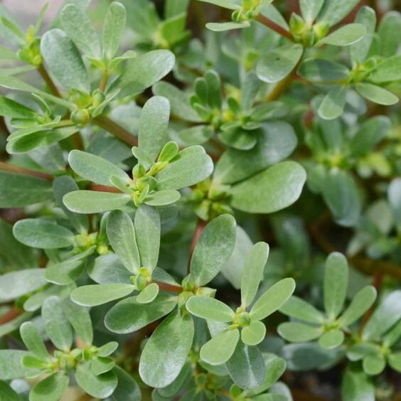 Green Purslane Flower Seeds – Heirloom, Non-GMO, High Germination Seeds