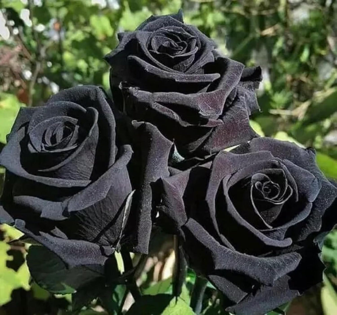 Giant Blooming Rose Flower Seeds Black – Heirloom, Non-GMO, High Germination Seeds