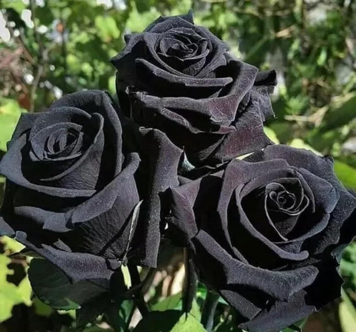 Giant Rose Black Flower Seeds – Heirloom Non-GMO High Germination Seeds