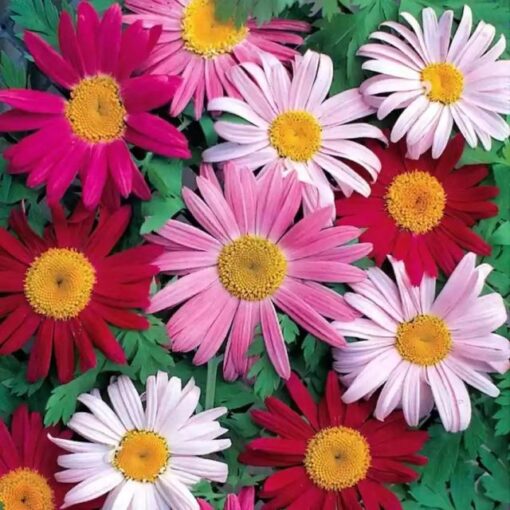 pyrethrum imported flower seeds