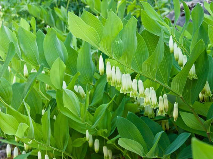 Green Polygonatum (Solomon’s Seal) Seeds – Heirloom, Non-GMO, High Germination Seeds