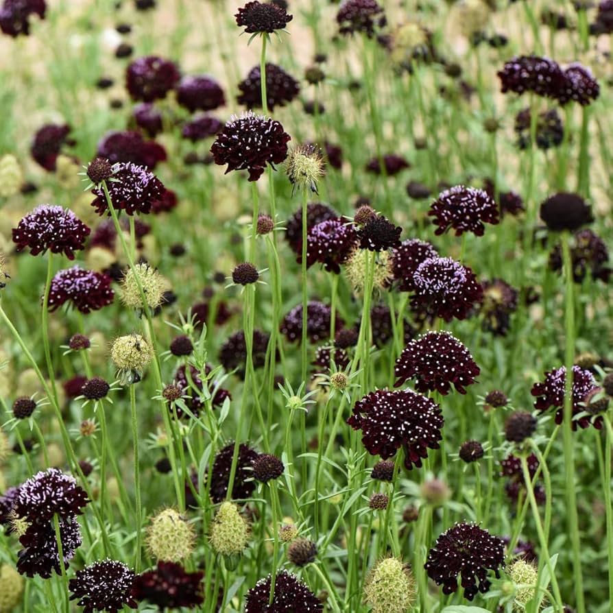 black queen flower seeds