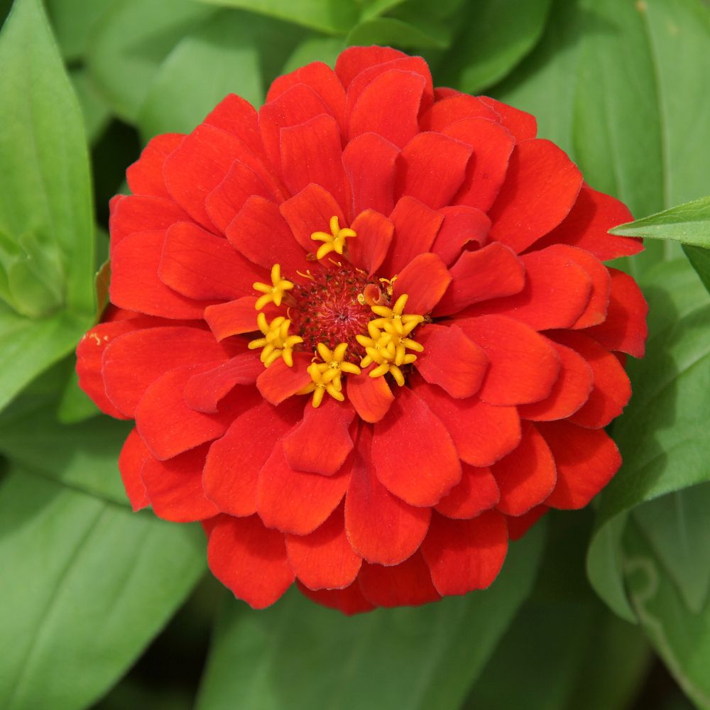 red queen flower seeds