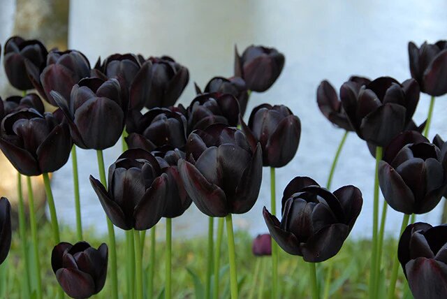 Black Tulip Flower Seeds for Planting – Heirloom Non-GMO High Germination Seeds