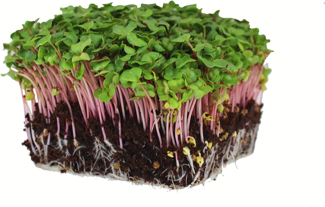 quinoa tri flower seeds