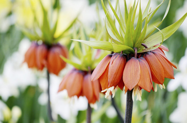 Imperial Flower Seeds Orange – Heirloom, Non-GMO, High Germination Seeds