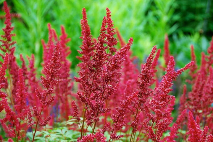 Red Astilbe Flower Seeds for Planting Heirloom Non-GMO High Germination Organic Garden Seeds
