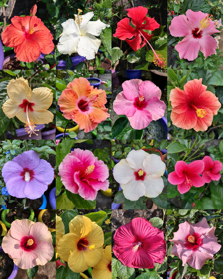 Mixed Geum Reptans Flower Seeds – Heirloom, Non-GMO, High Germination Seeds