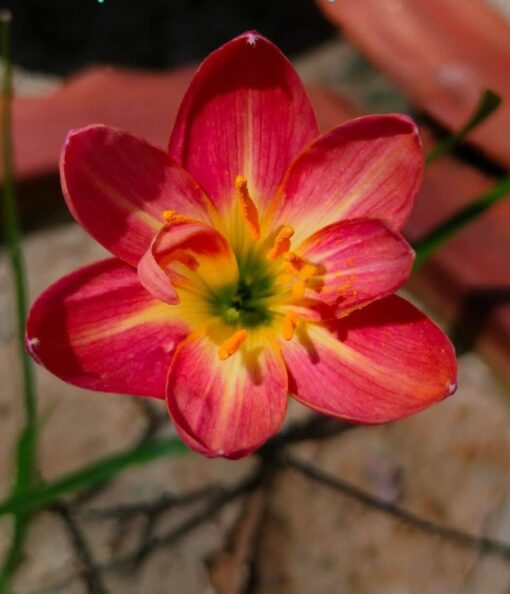 rainlilyrateerarevarietyheirloomnongmohighgerminationorganicgarden flower seeds