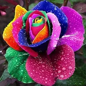 rainbow flowers flower seeds