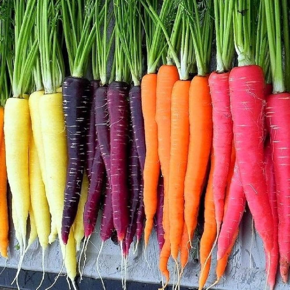 rainbow mixed flower seeds