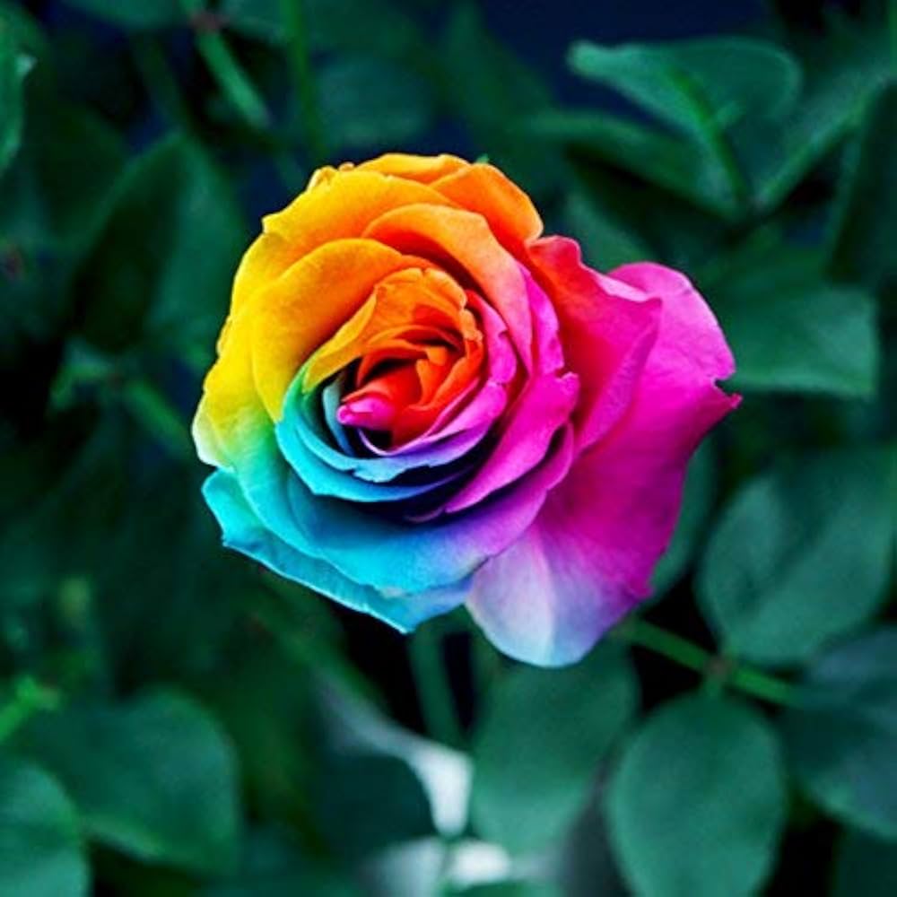 rainbow rose flower seeds
