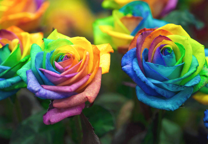 Mixed Rainbow Rose Flower Seeds – Heirloom, Non-GMO, High Germination Seeds