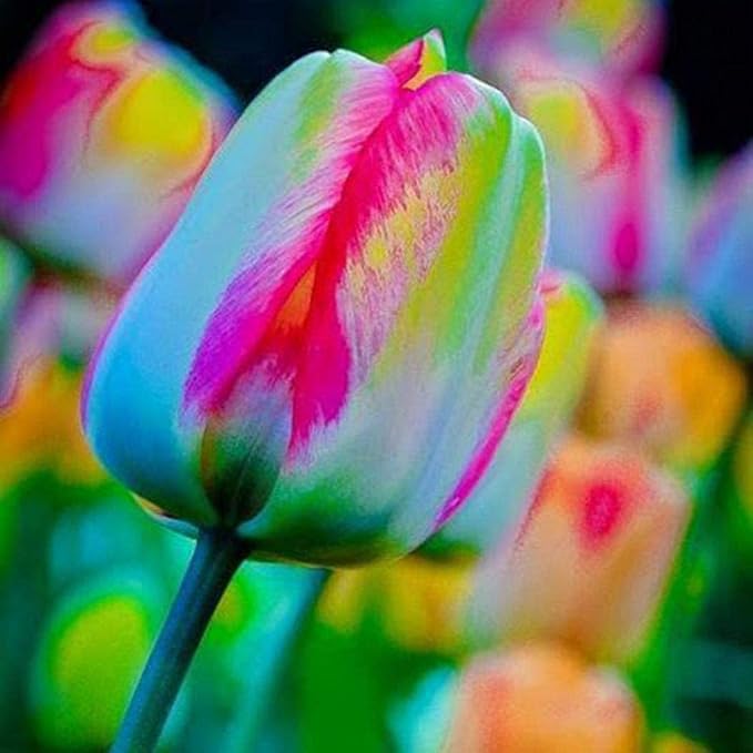rainbow tulip flower seeds