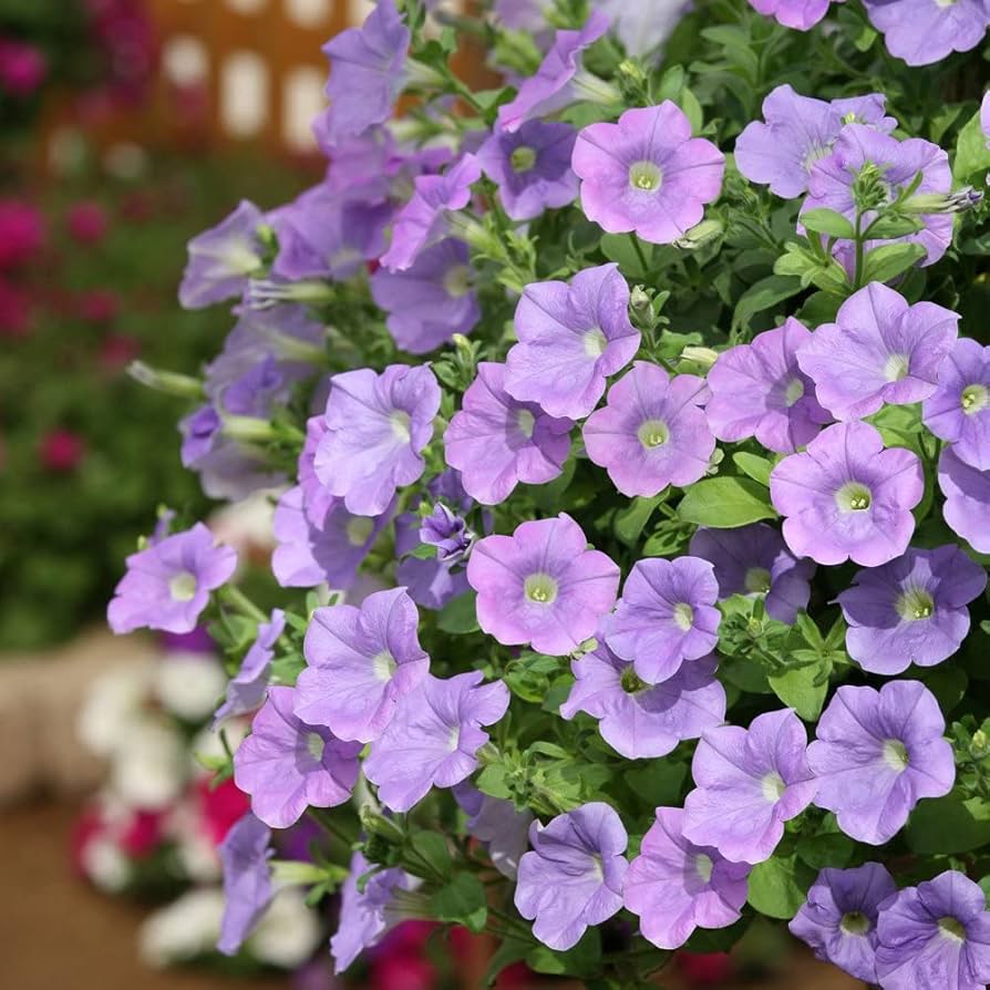 lavender ramblin flower seeds