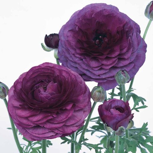 purple ranunculus flower seeds