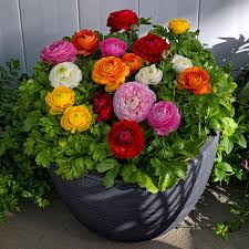 ranunculus bloomingdale flower seeds