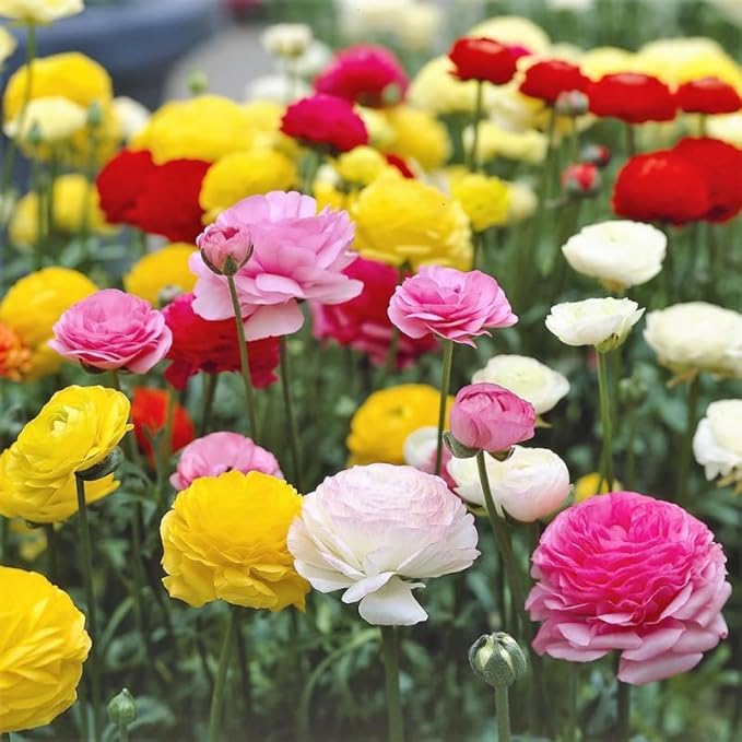 ranunculus flower flower seeds