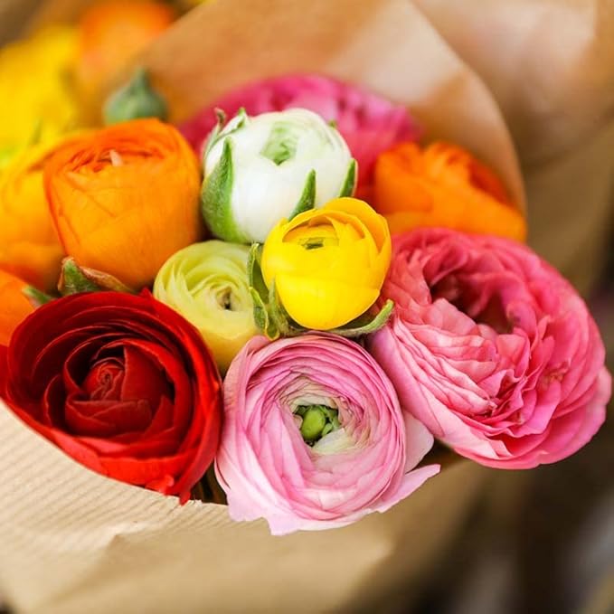 ranunculus ranunculus flower seeds
