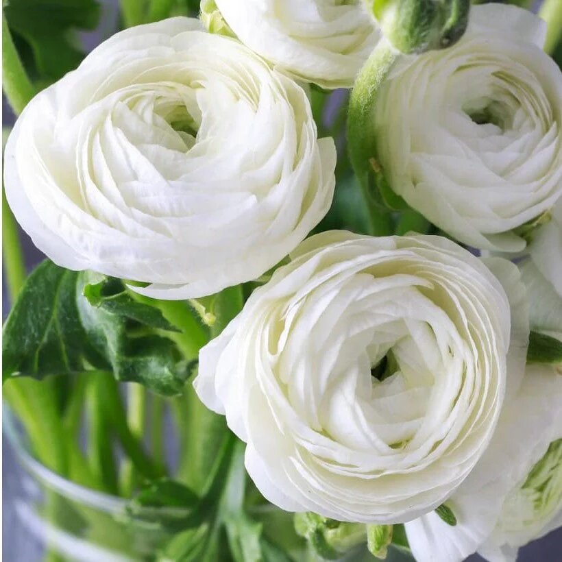 Asiaticus Flower Seeds White for Planting – Heirloom Non-GMO High Germination Organic Seeds