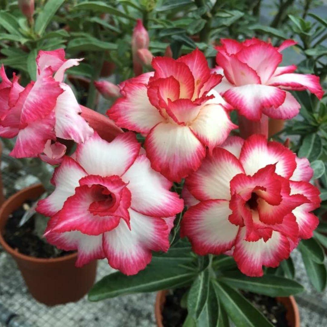 rare adenium flower seeds