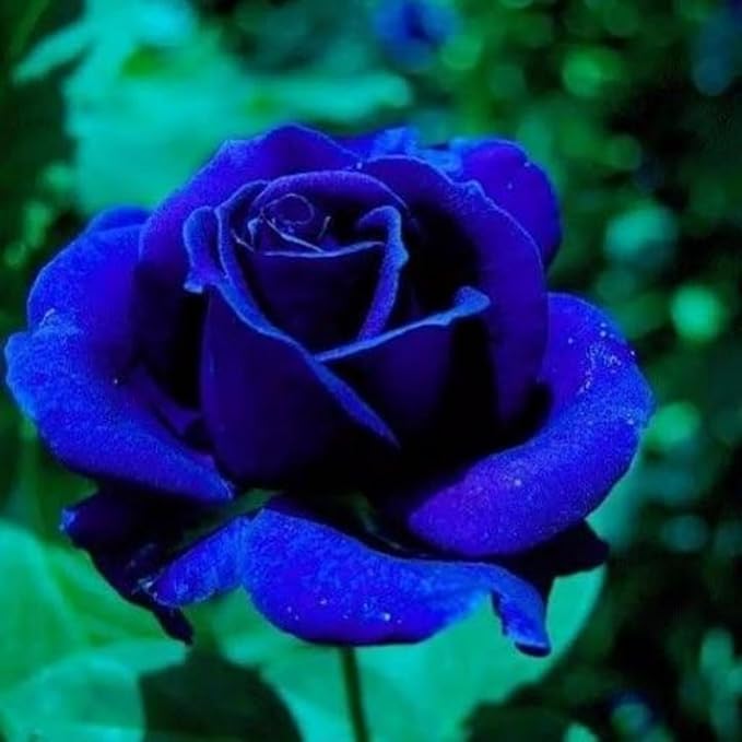blue rare flower seeds