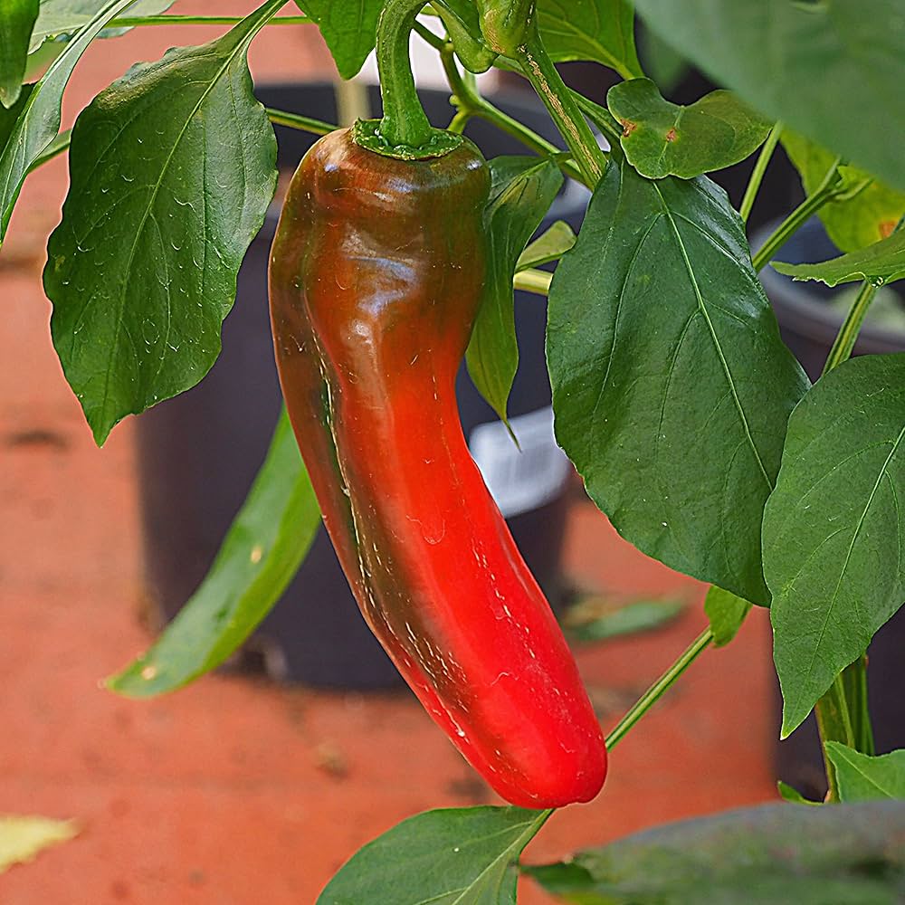 rare colossal flower seeds
