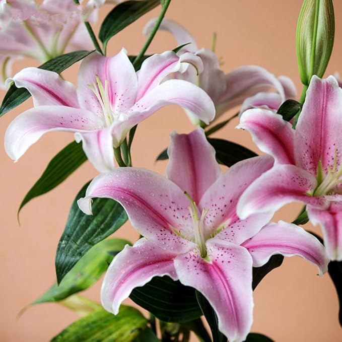 rare lily flower seeds