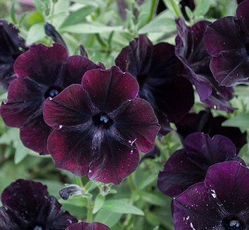 Chocolate Petunia Flower Seeds for Planting – Heirloom Non-GMO High Germination Seeds