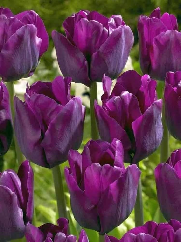 purple white flower seeds