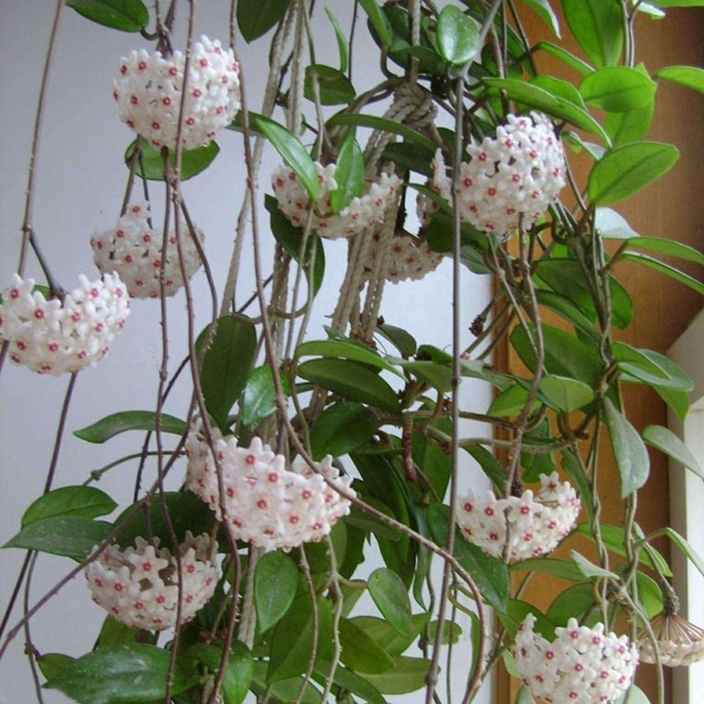 rare sphere flower seeds