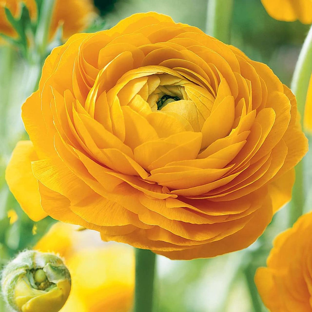 yellow rare flower seeds