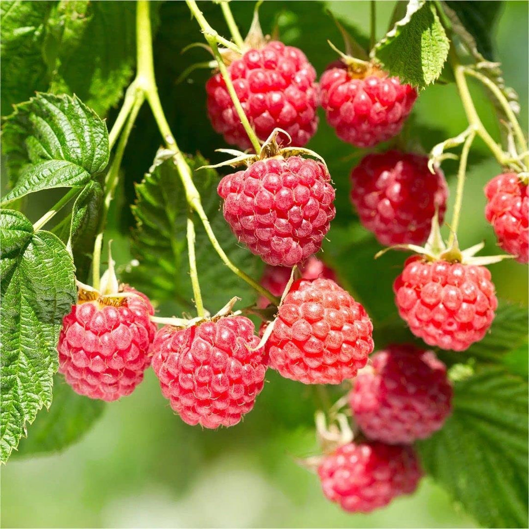red raspberry flower seeds