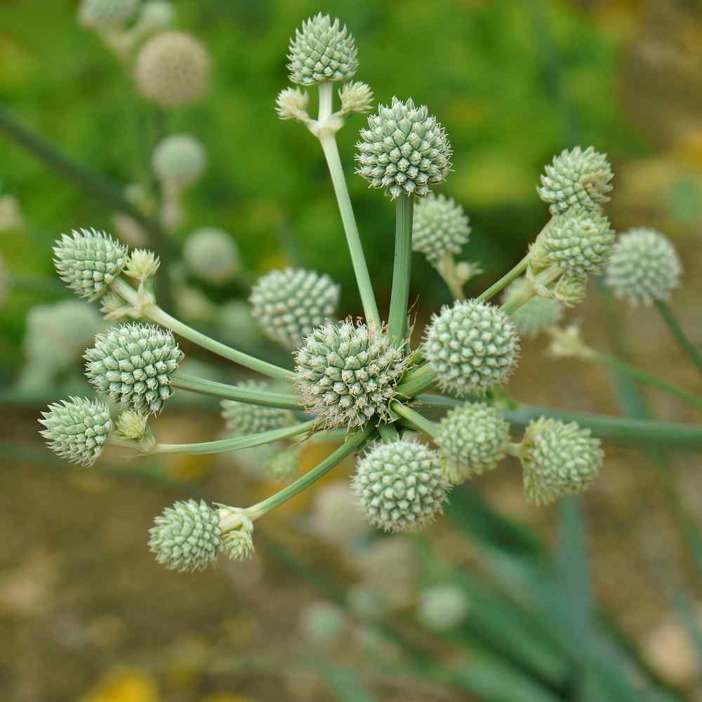 Green Eryngium Flower Seeds – Heirloom, Non-GMO, High Germination Seeds