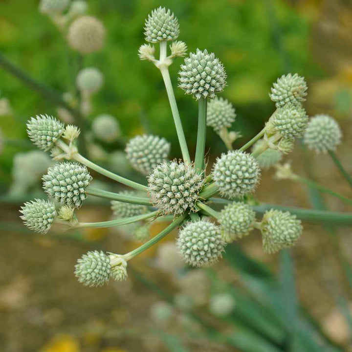 Green Eryngium Flower Seeds – Heirloom, Non-GMO, High Germination Seeds