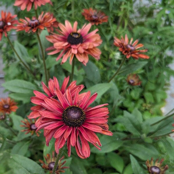 Hemlock Flower Seeds Red – Heirloom, Non-GMO, High Germination Seeds