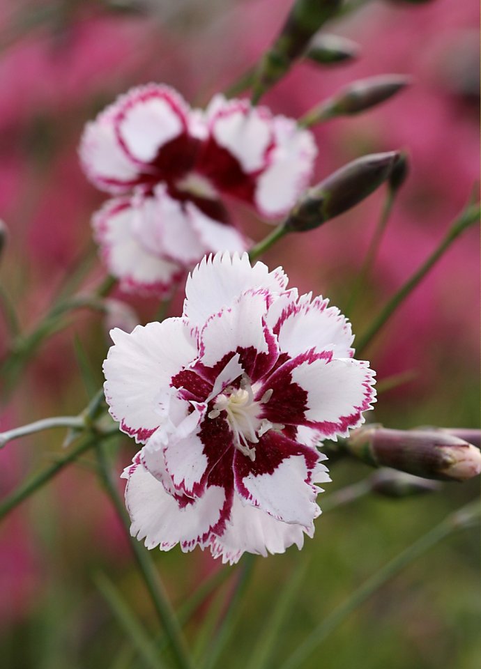White Marron Carnation Flower Seeds Heirloom Non-GMO High Germination Organic Garden Seeds